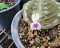 Kaempferia parviflora