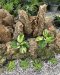 Kaempferia pulchra yellow variegated 