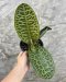 Labisia beccarii Size L