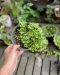 Liverwort