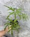 Schefflera actinophylla nova