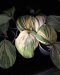 Kaempferia pulchra pink variegated