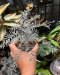 Phyllanthus niruri spp. lathyroides argentina