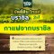บัดดี้ดีน โกลด์ บราซิล 3in1