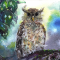 Barred Eagle Owl (10 ml.)