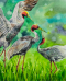 Eastern Sarus Crane (50 ml.)
