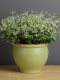 Euphorbia - Glitz 50 Seeds