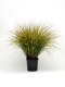 Color Grass Anemanthele - Sirocco 100 Seeds