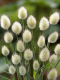 Grass - Bunny Tails 100 Seeds