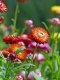 Helichrysum - Swiss Giants 100 Seeds
