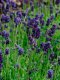Lavender  - Lavance Deep Purple 100 Seeds