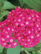 Pentas - Butterfly 100 Seeds