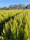 Celosia Plumosa Lime