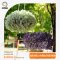 "อลิสซั่ม เคลียร์ คริสตัล" 100เมล็ด-Alyssum Clear Crystal