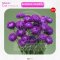 AGA AGRO I "Aster Optimo"100seeds