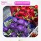 AGA AGRO I "Aster Optimo"100seeds