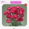 AGA AGRO I "Aster Optimo"100seeds
