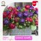 AGA AGRO I "Aster Optimo"100seeds