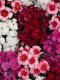 Dianthus Chinensis - Coronet 100 Seeds