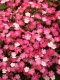 Dianthus Interspecific - Rockin  100 Seeds