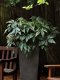 Foliage Begonia Gyphon
