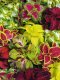 Coleus Wizard Mix