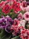 Gloxinia Double Brocade Mix