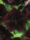 Petunia Specialties Single Multiflora - Debonair 100 Seeds