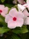 Vinca Upright - Valiant 100 Seeds