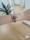 นาฬิกา PREORDER