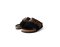 Dakota Leopard สีดำ