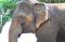 Hug Chang Elephant Chiangmai Half Day