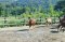 Horse Lesson+Riding+Doikham holy temple.Chiangmai