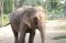 Maerim Elephant Sanctury+Queen Sirikit Botanical Garden