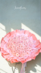 LOVE 100 Pink Roses