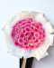 50 Pink Roses Bouquet