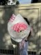 Love Bowie 20 Roses Bouquet