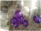 Purple Chic Set