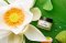 The Pure Lotus Jeju Lotus Leaf Revitalizing Cream