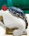Rolex Daytona 116500LN Steel White Panda Ceramic 