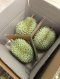 Fresh whole durian price / kg