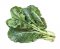 Chinese kale คะน้าจีน 1 กิโล