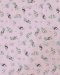 ผ้าคอตตอนพิมพ์ลายWoodland Pattern