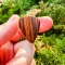 Thalia 351 Shape - Heavy 1.0mm Santos Rosewood Picks - 6pc Pack