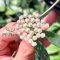 Hoya parviflora yellow (Habitat from southern of Thailand)