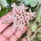 Hoya curtisii