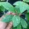 Hoya elmeri (splash leaves)