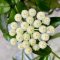 Hoya laconosa big leaves and big flowers