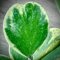Hoya kerrii (Albomarginata spot leaves)