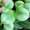 Hoya biakensis (Splash leaves)